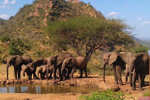 Safari in Tarangire National Park (Add-on Tanzania)