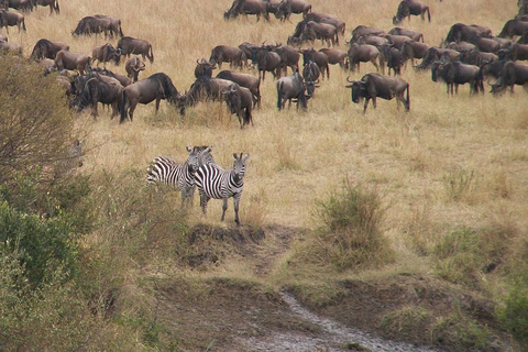 Safari in Tarangire National Park (Add-on Tanzania)