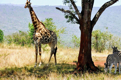 Safari in Tarangire National Park (Add-on Tanzania)