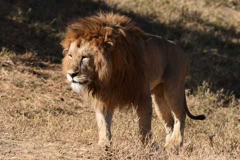 Safari in Tarangire National Park (Add-on Tanzania)