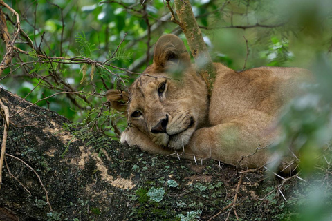 Safari in Tarangire National Park (Add-on Tanzania)