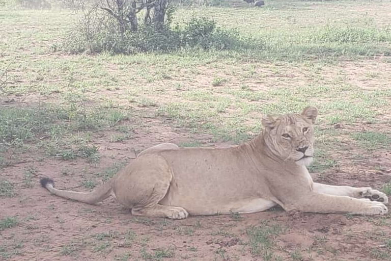 Safari in Tarangire National Park (Add-on Tanzania)