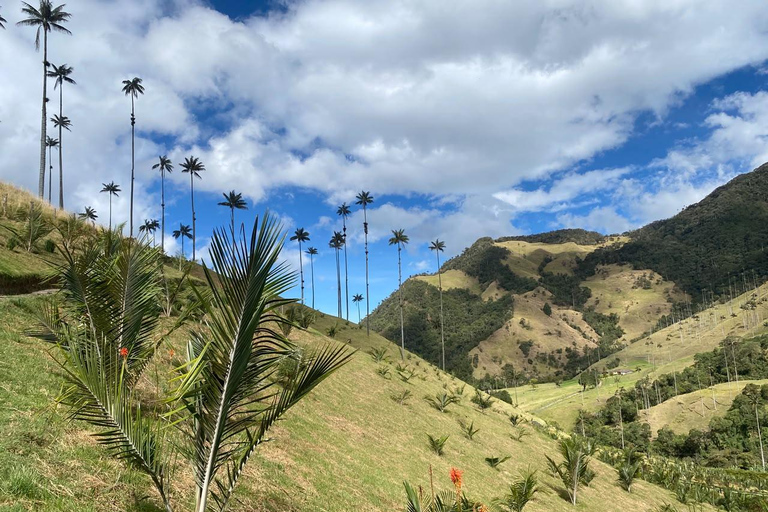 Salento: Cocora Valley, Catch Trout for Lunch & Play Tejo
