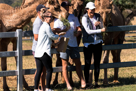 Harrisville: Summer Land Camel Farm Tour with Tasting