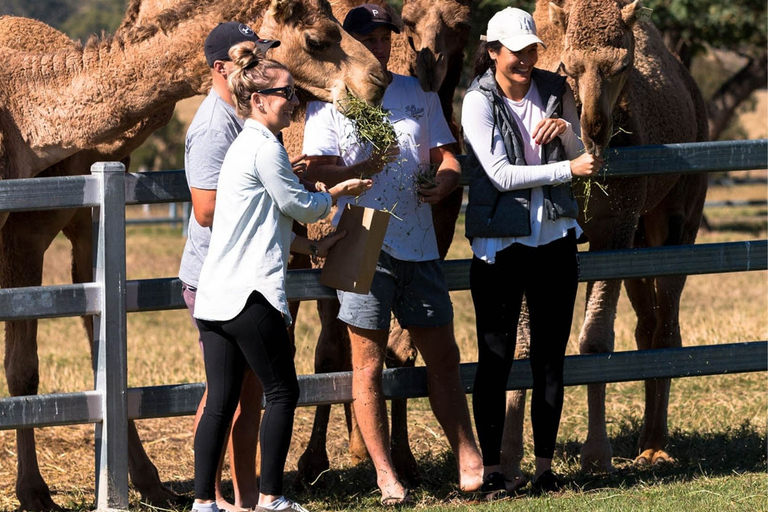 Harrisville: Summer Land Camel Farm Tour with Tasting