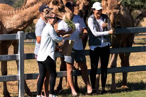 Harrisville: Summer Land Camel Farm Tour with Tasting - Image 3