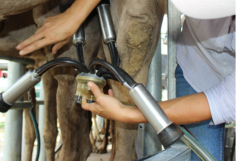 Harrisville: Sommerland Kamelfarm Tour mit Verkostung