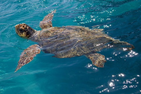 Zakynthos-boottocht Marine Park en schildpadden spotten