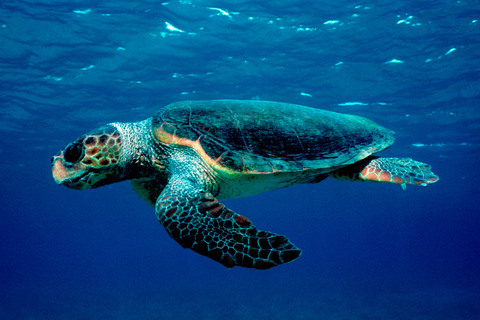 Excursión en barco por el Parque Marino de Zante y avistamiento de tortugas