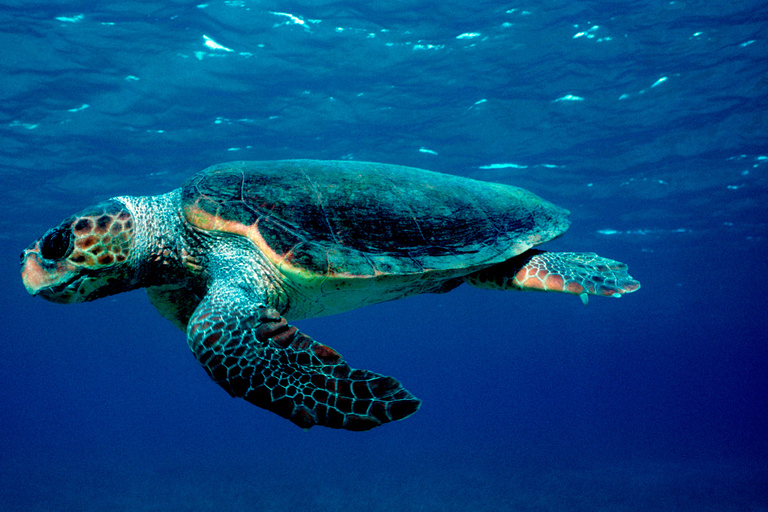 Excursión en barco por el Parque Marino de Zante y avistamiento de tortugas