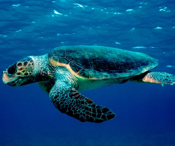 Laganas Zakynthos: Marathonissi, Keri Caves and Turtles Spot