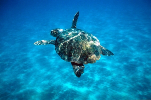 Zakynthos-boottocht Marine Park en schildpadden spotten