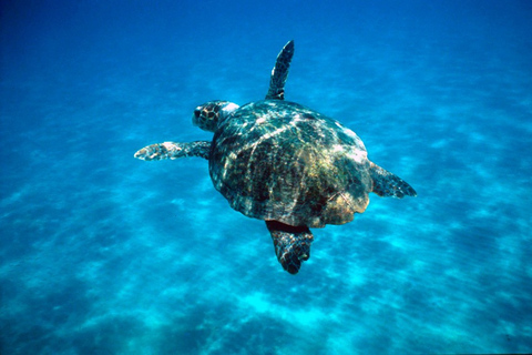 Excursion en bateau à Zakynthos Parc marin et observation des tortuesExcursion en bateau dans le parc marin de Zakynthos et observation des tortues