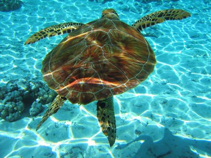 Laganas: Zakynthos Marine Park and Turtle Spotting Boat Tour