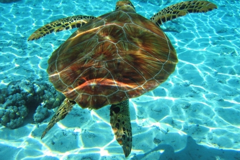 Zakynthos-boottocht Marine Park en schildpadden spotten