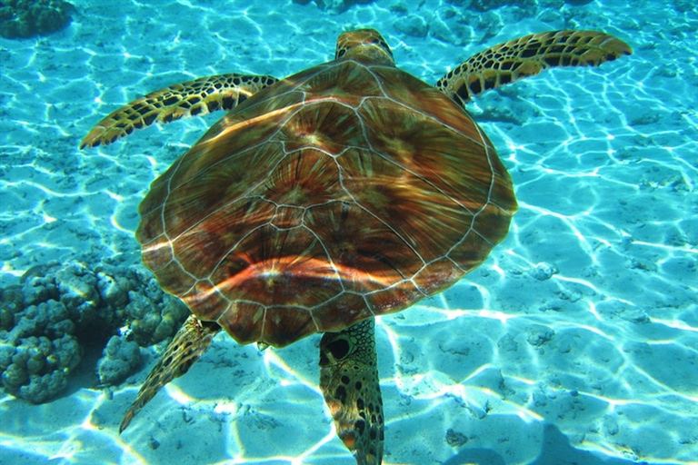 Zakynthos Bootstour Meerespark und Schildkrötenbeobachtung