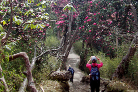 Excursión privada de un día a Shivapuri desde Katmandú