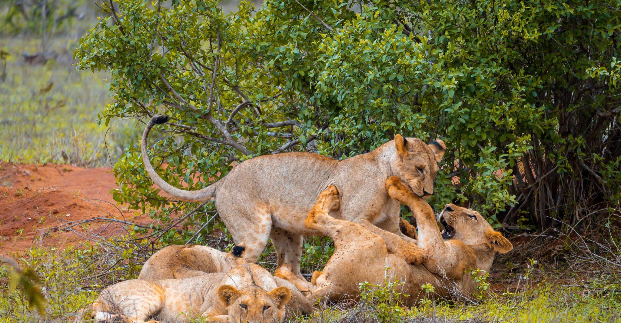蒙巴萨/Mtwapa/Diani/Tiwi,Tsavo East 全日远征 - Hizvo