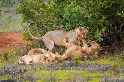 Desde Kilifi, Watamu, Malindi: Safari de un día a Tsavo Este