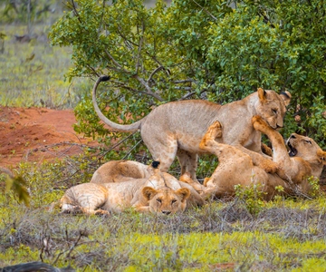 From Kilifi, Watamu, Malindi: Tsavo East Day Safari