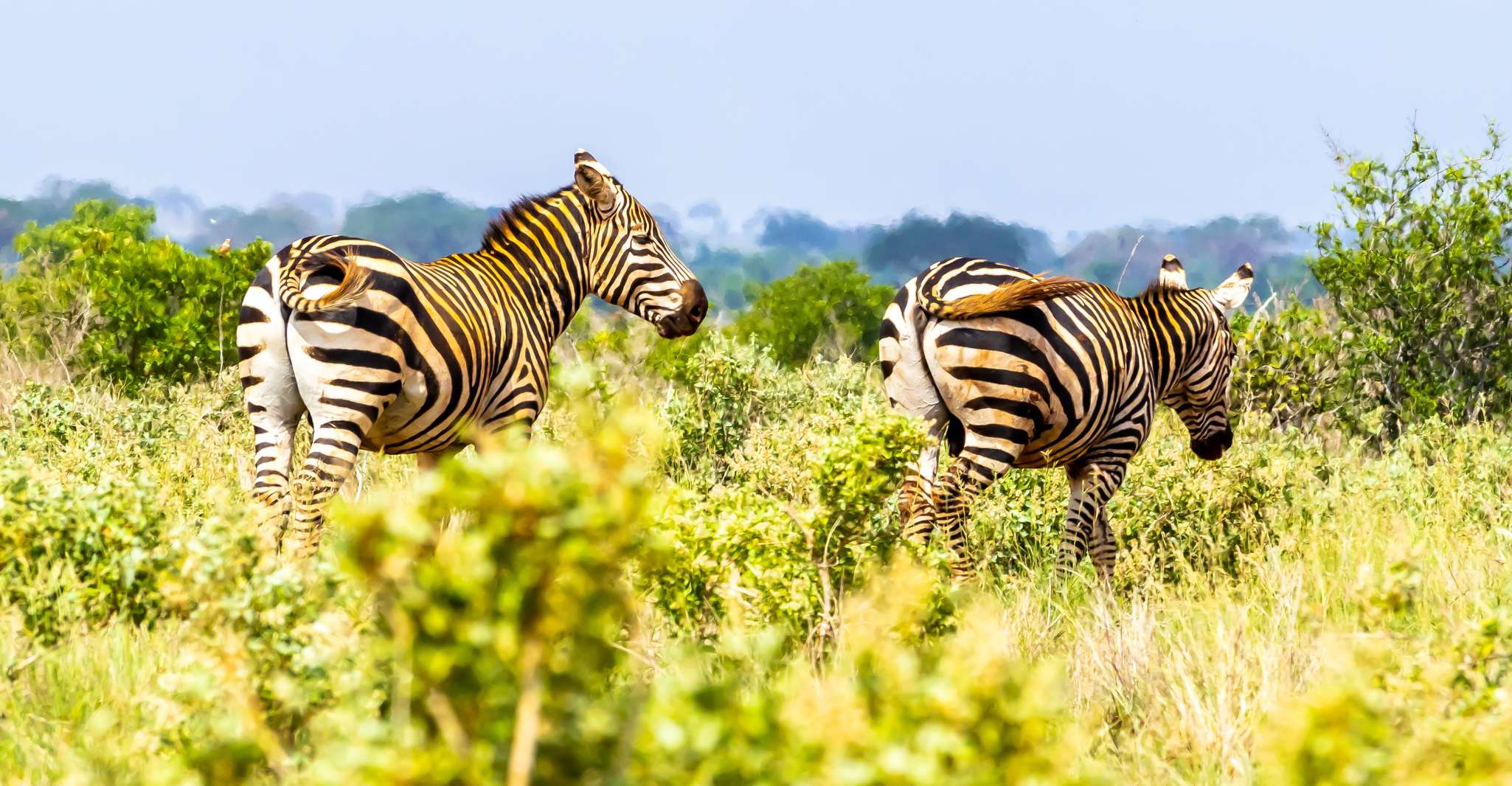 蒙巴萨/Mtwapa/Diani/Tiwi,Tsavo East 全日远征 - Hizvo