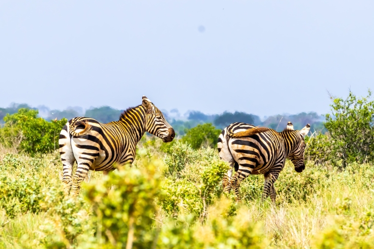 Tsavo East Day Safari z Mombasy, Diani, Kilifi i MalindiWyjazd z Mombasy, Shanzu i Mtwapy