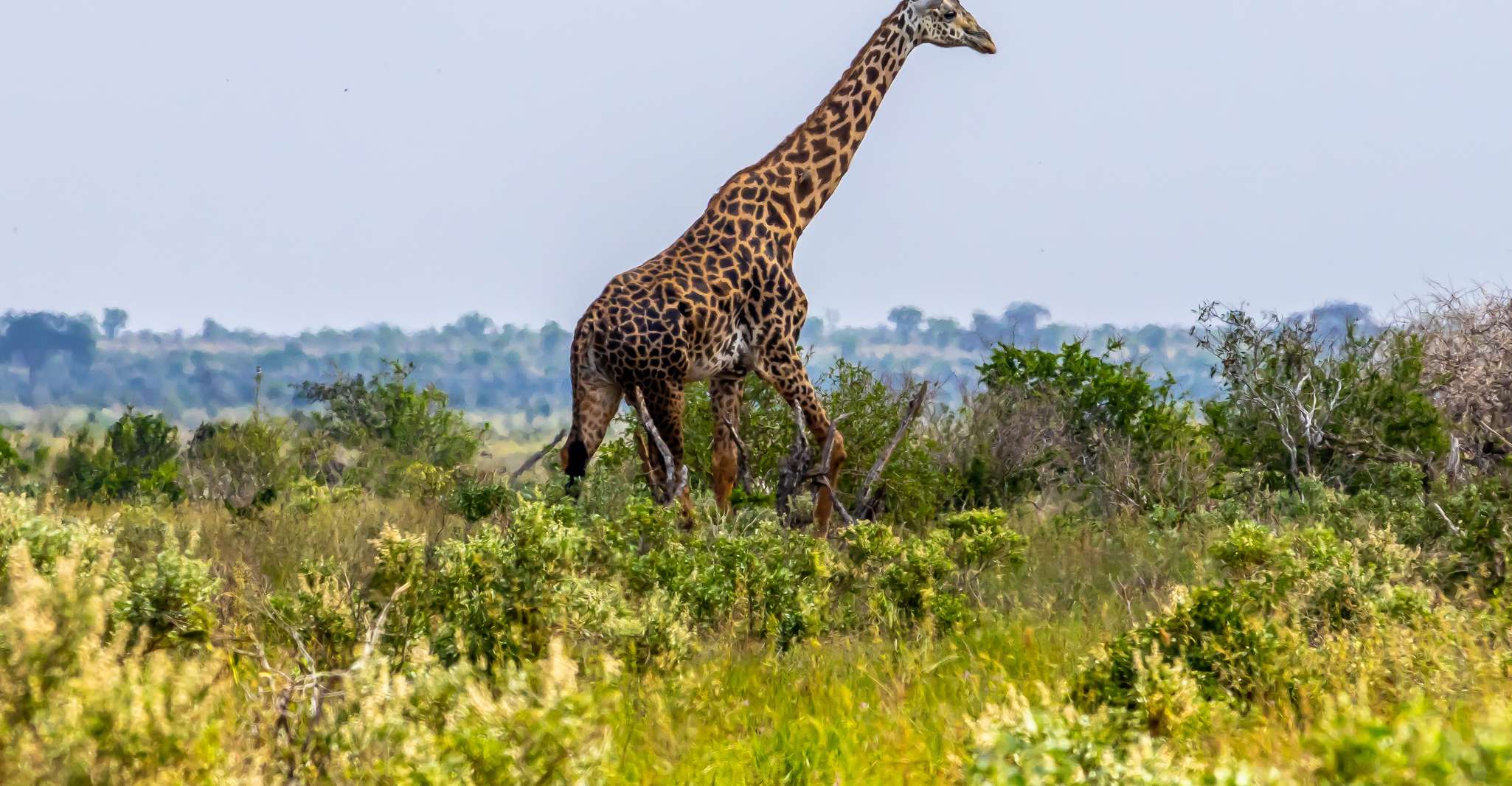 蒙巴萨/Mtwapa/Diani/Tiwi,Tsavo East 全日远征 - Hizvo