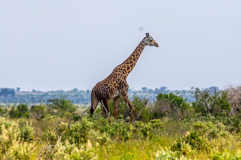 Tsavo East Day Safari z Mombasy, Diani, Kilifi i MalindiWyjazd z Mombasy, Shanzu i Mtwapy