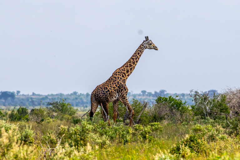 Tsavo East Day Safari z Mombasy, Diani, Kilifi i MalindiWyjazd z Mombasy, Shanzu i Mtwapy