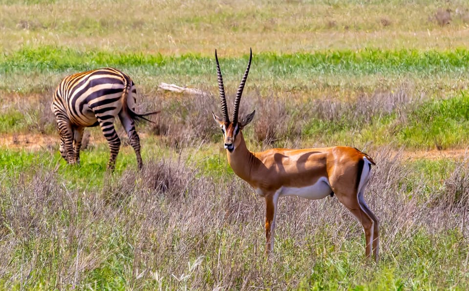 蒙巴萨/Mtwapa/Diani/Tiwi,Tsavo East 全日远征 - Hizvo