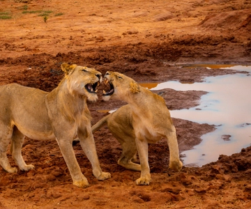 From Mombasa/Mtwapa/Diani/Tiwi: Tsavo East Full-Day Safari
