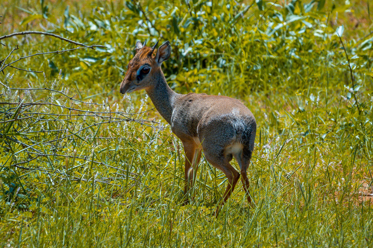 Safari d'une journée à Tsavo East au départ de Mombasa, Diani, Kilifi et MalindiDépart de Mombasa, Shanzu et Mtwapa