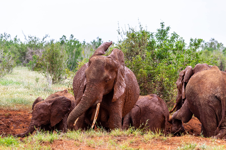 Safari d'une journée à Tsavo East au départ de Mombasa, Diani, Kilifi et MalindiDépart de Mombasa, Shanzu et Mtwapa