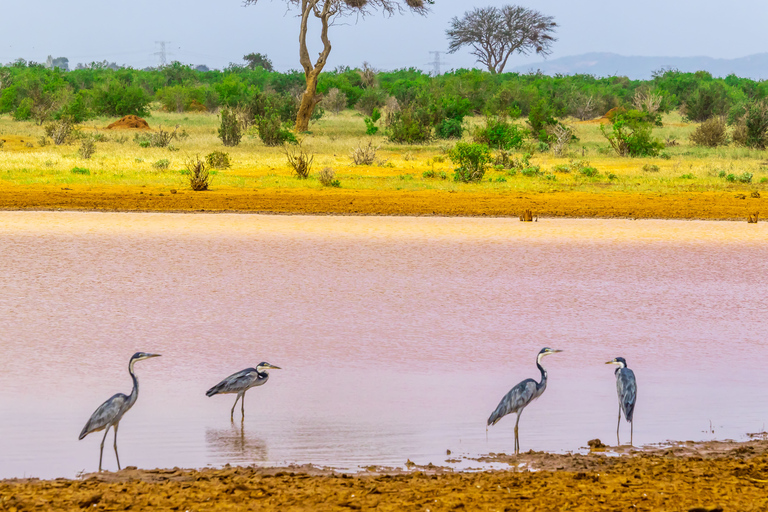 Tsavo East Day Safari z Mombasy, Diani, Kilifi i MalindiWyjazd z Mombasy, Shanzu i Mtwapy