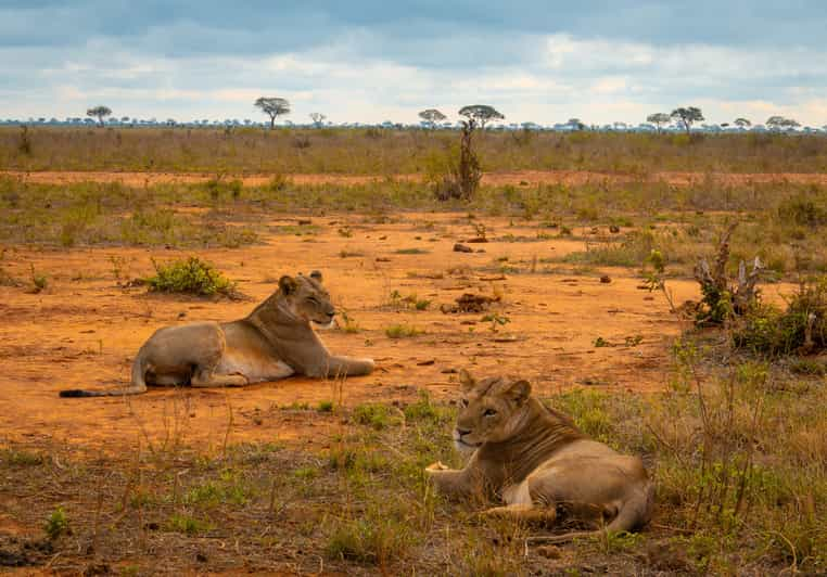 Tsavo East Day Safari From Mombasa Diani Kilifi Malindi Getyourguide