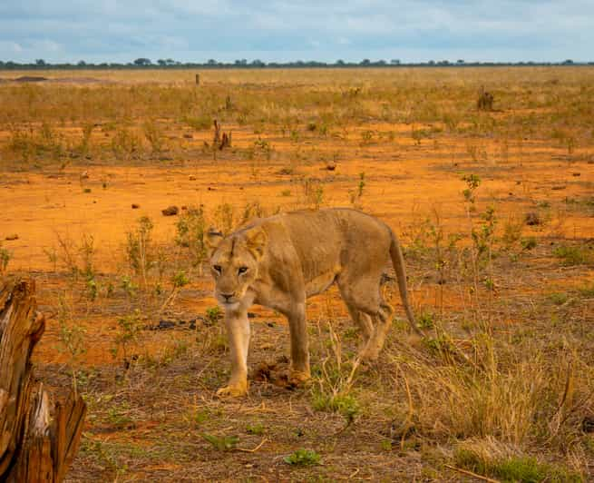 Tsavo East Day Safari From Mombasa Diani Kilifi Malindi Getyourguide