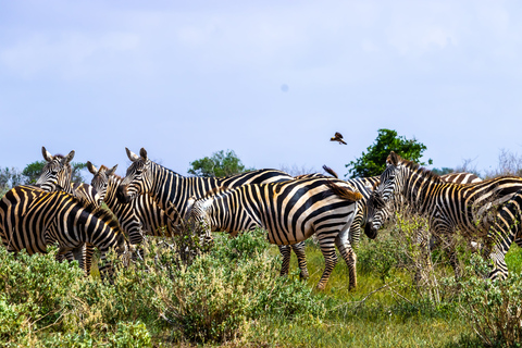 Tsavo East Day Safari z Mombasy, Diani, Kilifi i MalindiWyjazd z Mombasy, Shanzu i Mtwapy