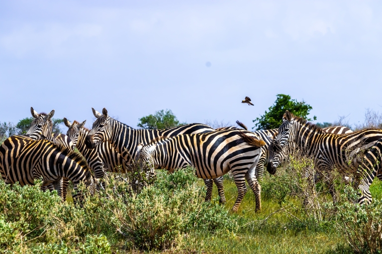 Safari d'une journée à Tsavo East au départ de Mombasa, Diani, Kilifi et MalindiDépart de Mombasa, Shanzu et Mtwapa