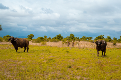 Tsavo East Day Safari z Mombasy, Diani, Kilifi i MalindiWyjazd z Mombasy, Shanzu i Mtwapy