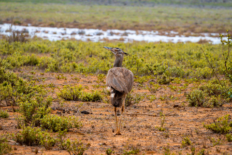 Safari d'une journée à Tsavo East au départ de Mombasa, Diani, Kilifi et MalindiDépart de Mombasa, Shanzu et Mtwapa