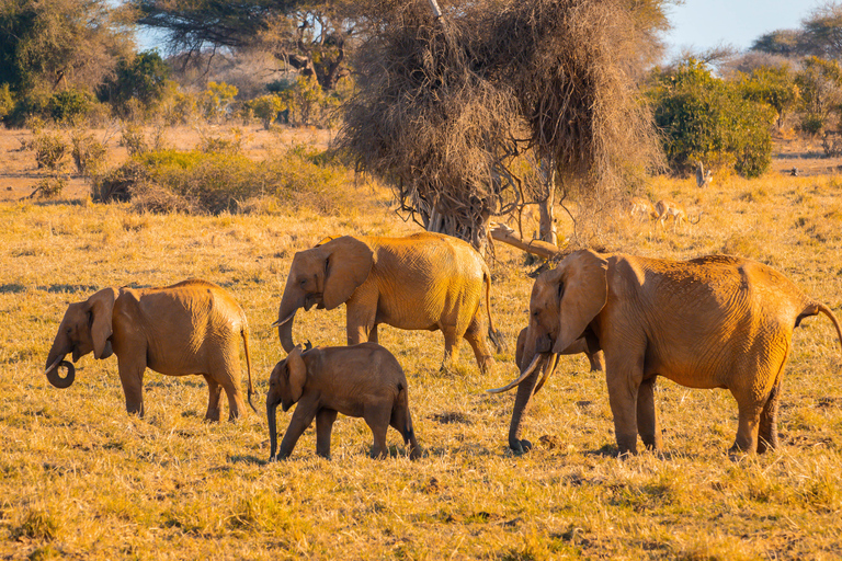 Tsavo East Day Safari z Mombasy, Diani, Kilifi i MalindiWyjazd z Mombasy, Shanzu i Mtwapy