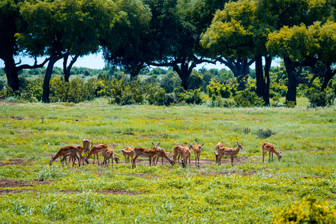 Safari d'une journée à Tsavo East au départ de Mombasa, Diani, Kilifi et MalindiDépart de Mombasa, Shanzu et Mtwapa