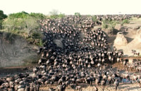 4 jours Parc national de Masai Mara - Hizvo