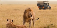 4 jours Parc national de Masai Mara - Hizvo