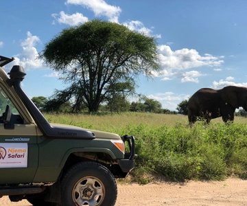 Vanuit Zanzibar: Nyerere National Park Game Drive met lunch