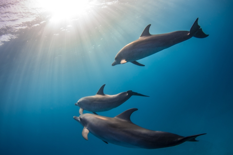 Marsa Alam: Sataya Reefs Delfin-Schnorchelausflug mit Mittagessen