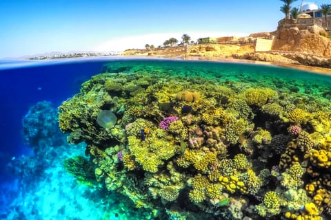 From Soma Bay and Makadi: Sharm El Naga Snorkeling Trip