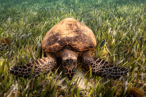 Experiencia de snorkel al amanecer