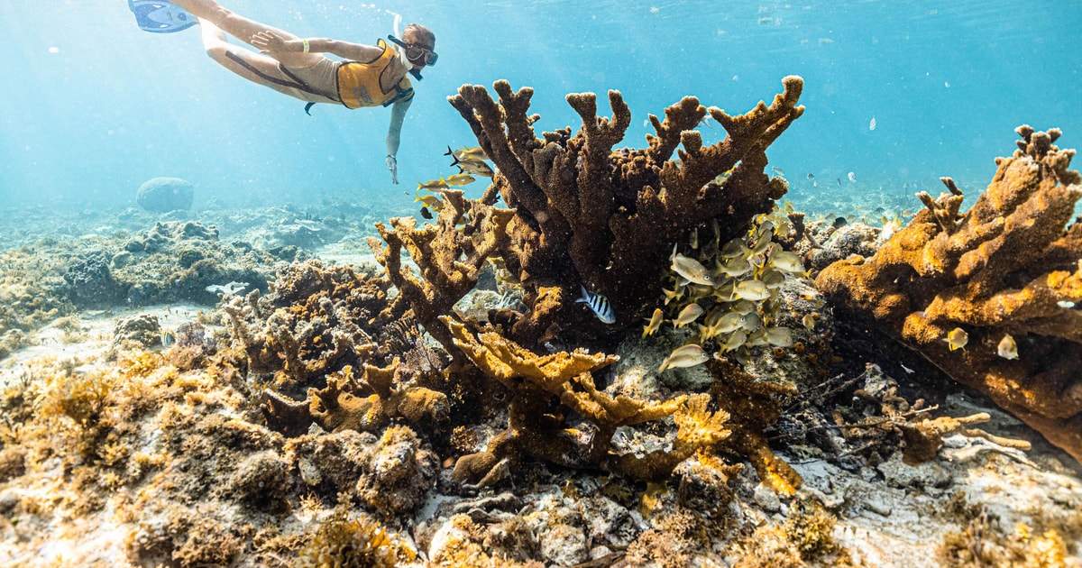 Cancun Snorkeling Tour for NonSwimmers GetYourGuide