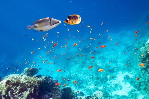 Vanuit Safaga: Sinaasappeleiland, duiken, snorkelen en watersportenSafaga: Privé transfers Oranje eiland snorkelen, duiken